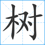 树笔顺分解图片10