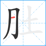 肚笔顺分解图片3