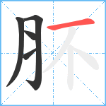 肧笔顺分解图片5