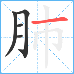 肺笔顺分解图片5