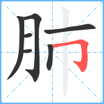 肺笔顺分解图片7