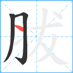 胈笔顺分解图片3