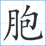 胞笔顺分解图片10