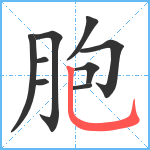 胞笔顺分解图片9