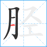 胫笔顺分解图片4