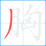 胸笔顺分解图片1