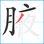 腋笔顺分解图片7