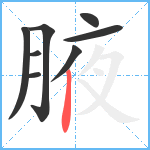 腋笔顺分解图片8