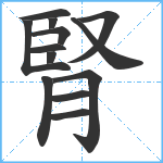 腎笔顺分解图片13