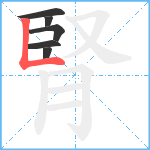 腎笔顺分解图片6