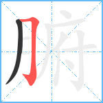 腑笔顺分解图片2