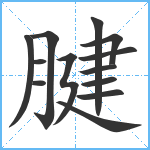 腱笔顺分解图片13