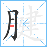 腱笔顺分解图片4