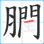 膶笔顺分解图片13