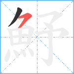 魣笔顺分解图片2