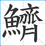 鱭笔顺分解图片26